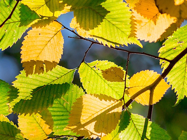 Fall colors of American elm