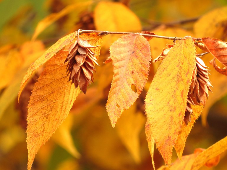 Fall colors of ironwood