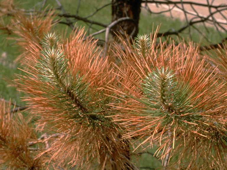 Irrigate Evergreens --  Irrigate this month to fill their needles with water. The tips of needles may dry (as shown above) due to winds and glaring sunlight over winter. Young and wind-exposed trees are most sensitive to injury.