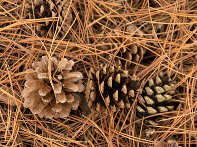 Pine cones and needles