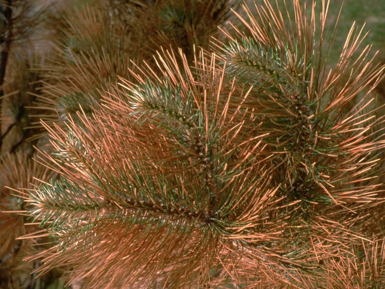 Winter injury on pine