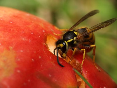 Yellowjacket feeding on apple
