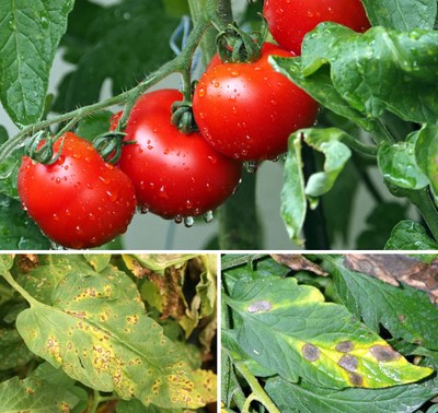 Tomatoes and foliar diseases