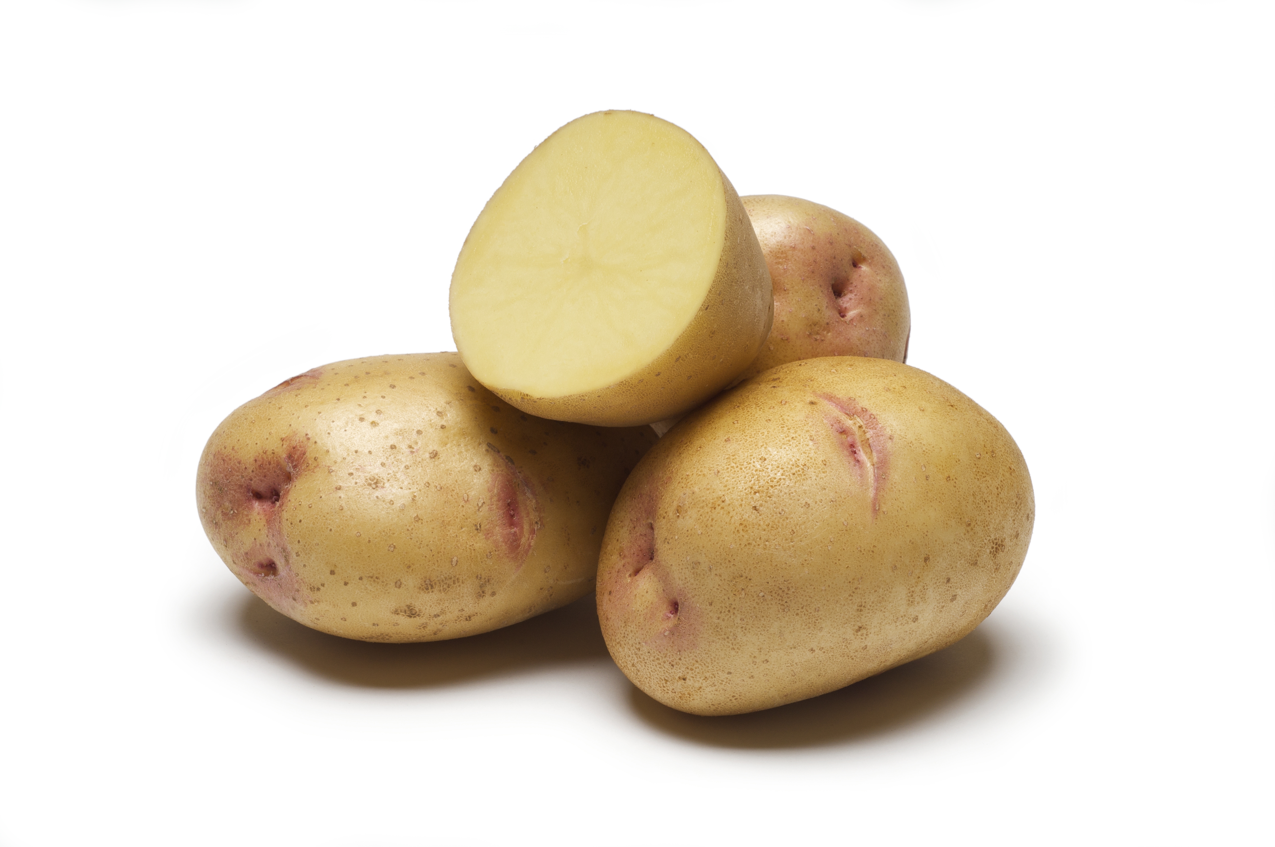 'Yukon Gem' potato with white background
