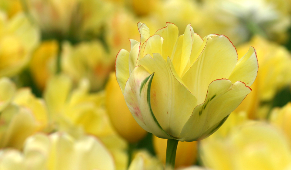 'Akebono' Darwin hybrid tulip