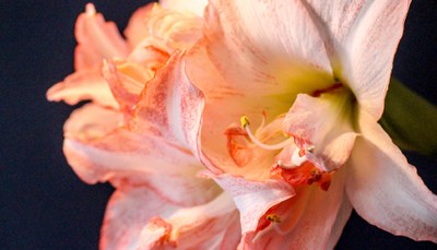 amaryllis bloom