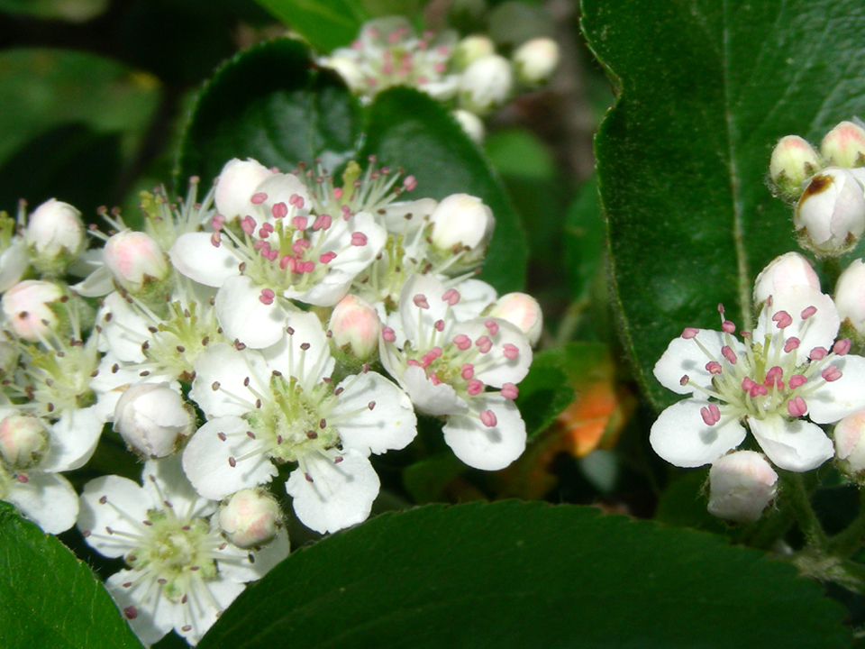 Aronia in bloom