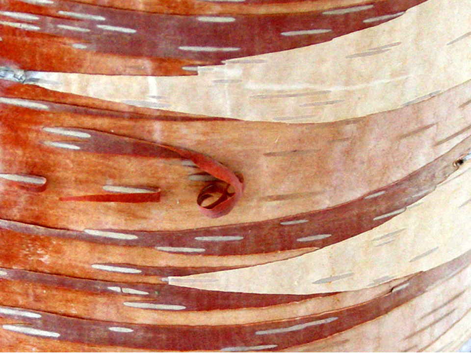Close-up of birch bark