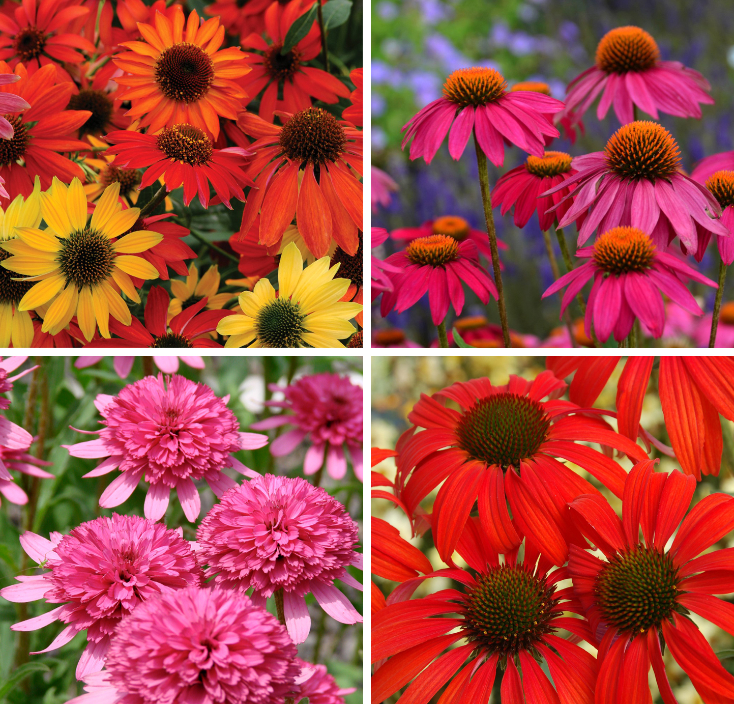 New, Colorful Coneflowers!