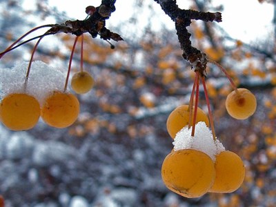 Gold crabapple fruit in winter