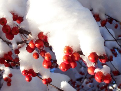Red crabapple fruit in winter