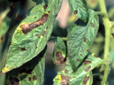 Early blight on tomato