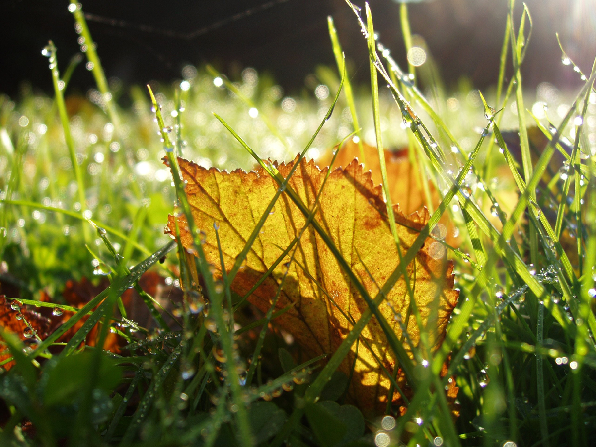 Fallen leaf on lawn