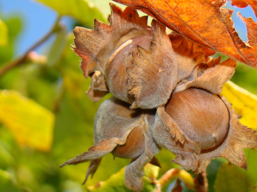 Hybrid hazelnuts