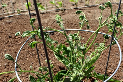Herbicide injury to tomato