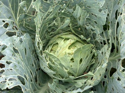 Worm-infested cabbage