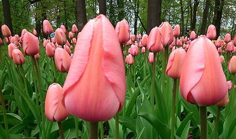 'Pink Impression' Darwin hybrid tulip