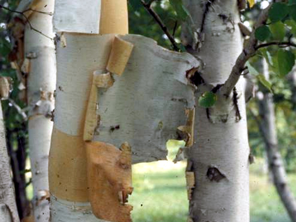 Prairie Dream® paper birch