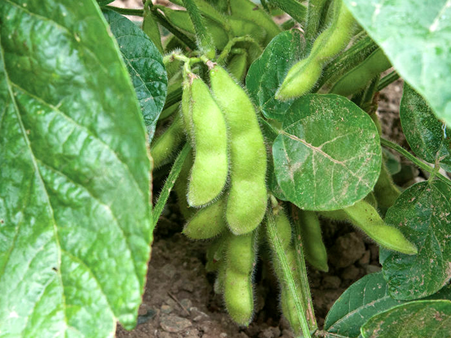 'Tohya' vegetable soybean