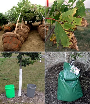 Top left: These balled-and-burlapped trees can lose 95 percent of their feeding roots in the transplanting process. They will be in shock for several years. Top right: A common malady is scorching of leaves.Bottom left: Irrigating with perforated 5-gallon pails. Quarter-inch-diameter holes were drilled in the pails to slowly emit water.Bottom right: Irrigating with Gatorbag.