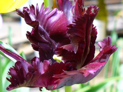 'Black Parrot' tulip