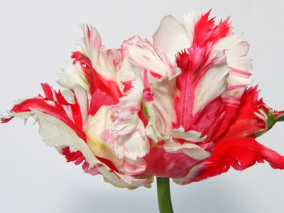 'Destiny' ('Estella Rijnveld') tulip