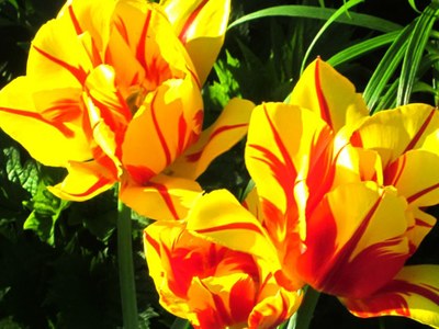 'Olympic Flame' tulip