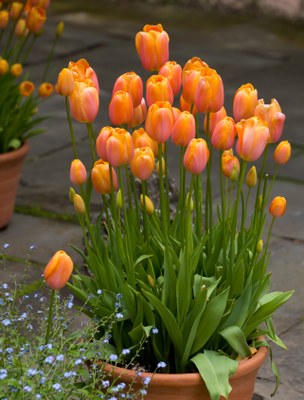 Forced tulips in a container