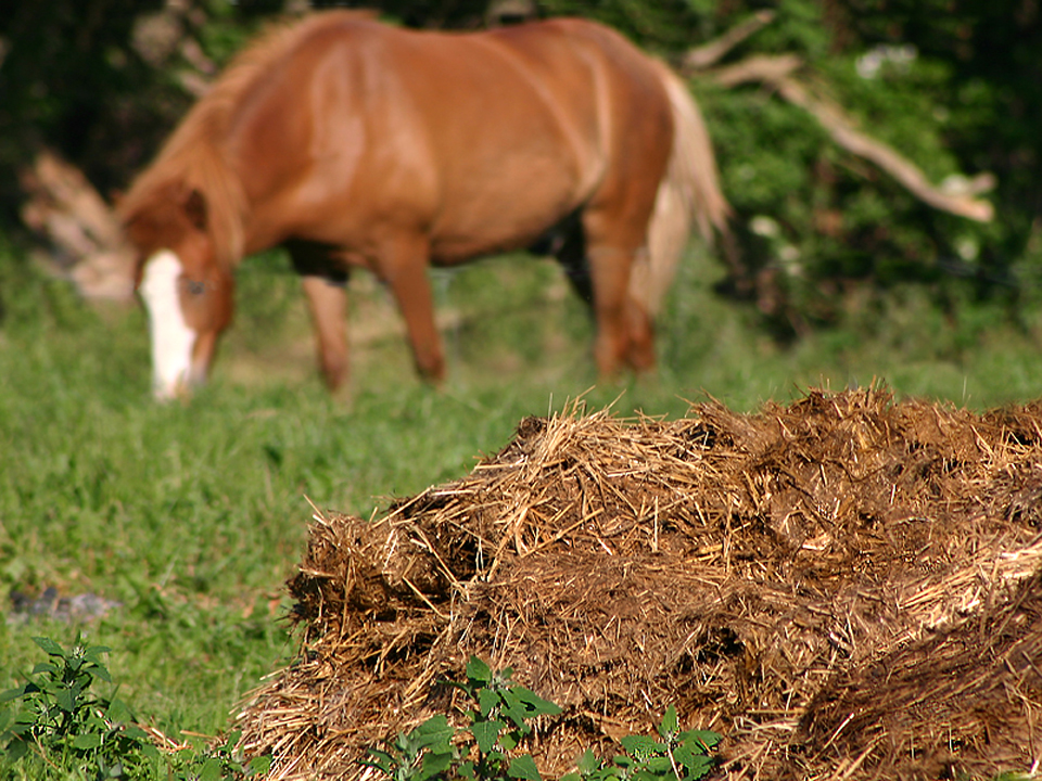 Horse with manure in pasture