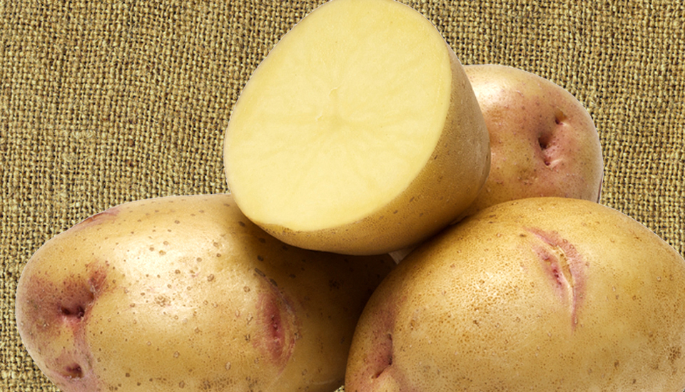 'Yukon Gem' potato