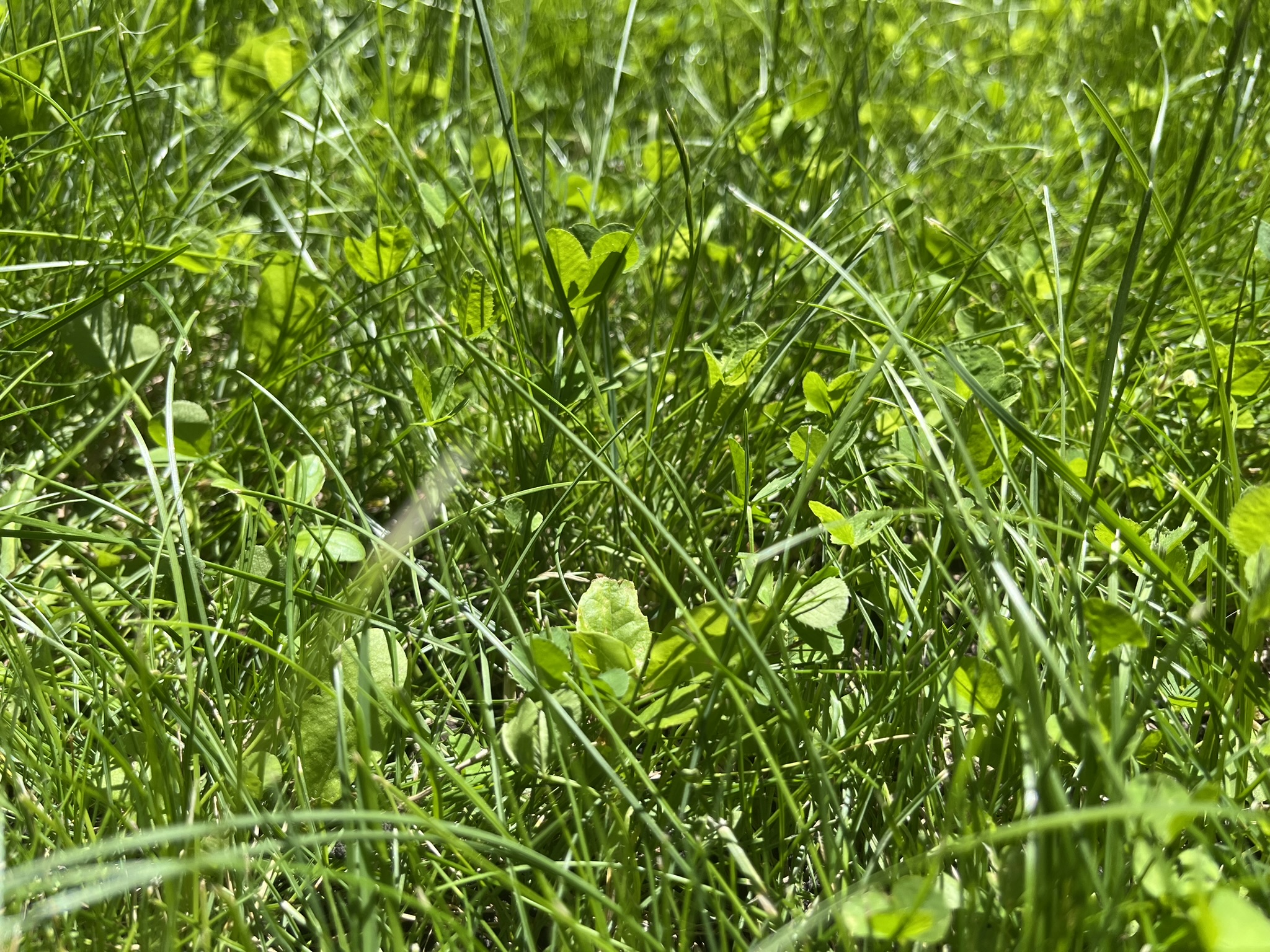 A bee lawn combines flowering plants for pollinators with low maintenance turfgrass. (NDSU photo)