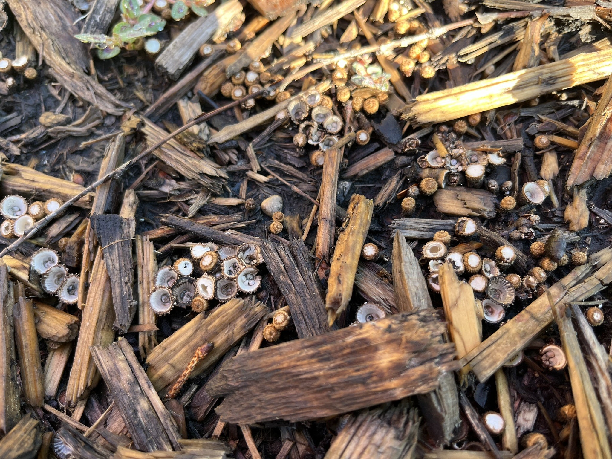 Fungi, bacteria and molds have an important function in our gardens, as they help decompose plant material. (NDSU photo)