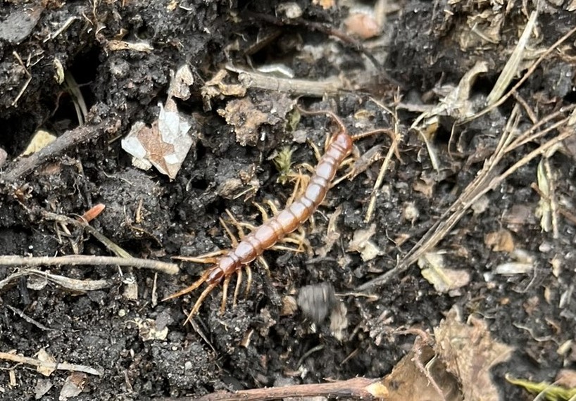 Centipedes in gardens can be rather beneficial because they tend to eat insects that could possibly damage plants. (NDSU photo)