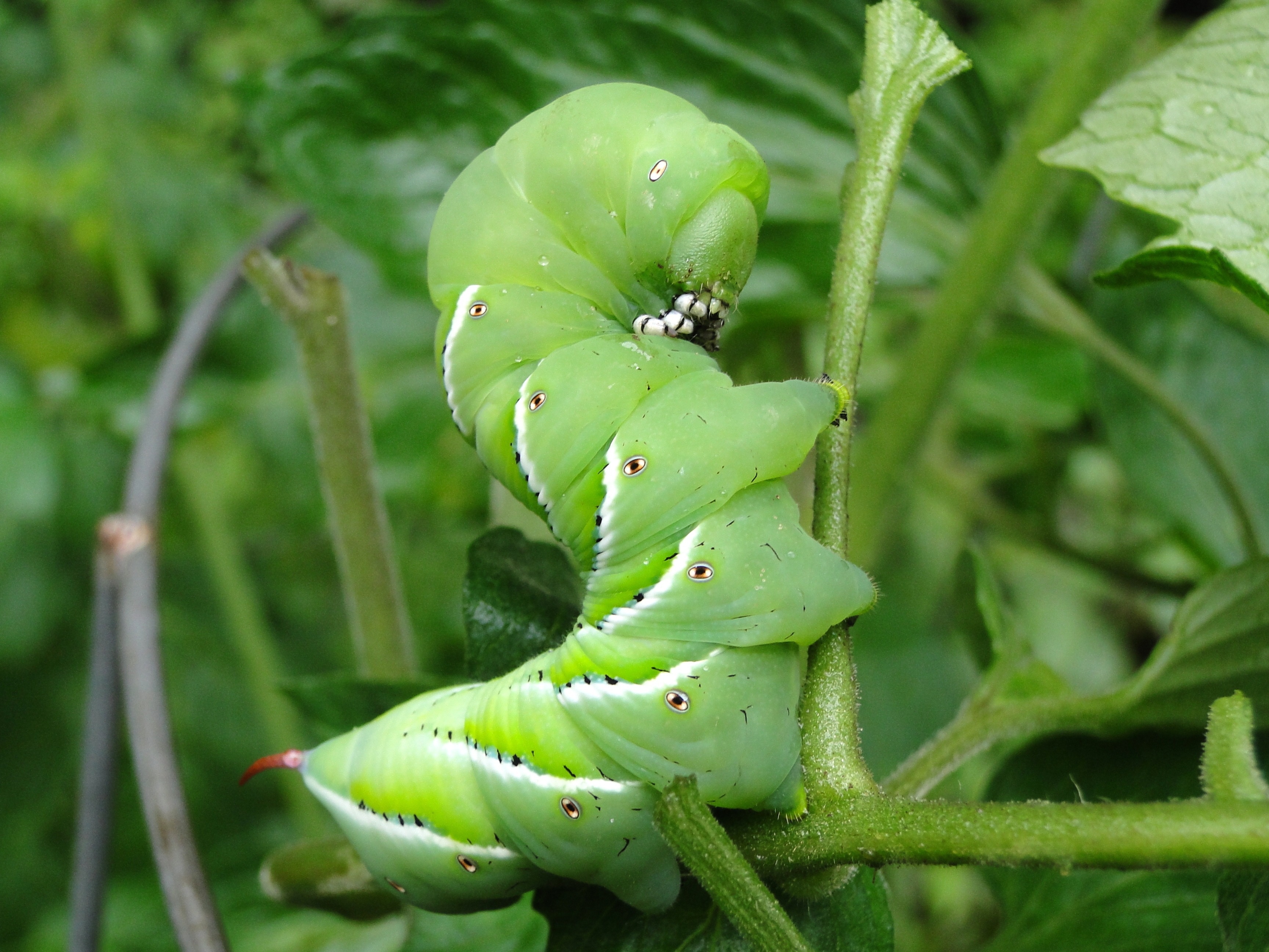 This hornworm eating a tomato vine can be controlled with a variety of available insecticides. (Pixabay photo)