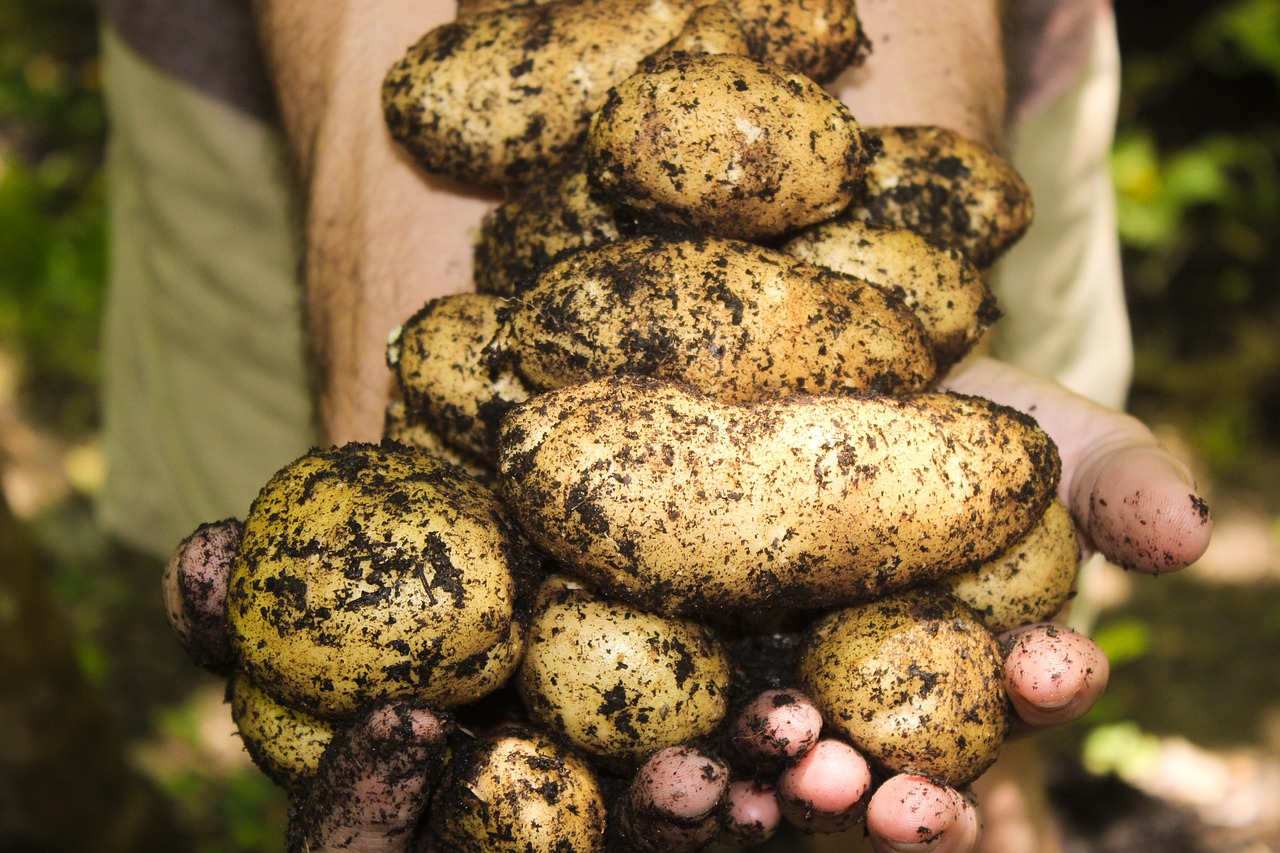Consider donating your extra garden produce to a food pantry or soup kitchen that helps feed North Dakota's more than 42,000 people facing hunger. (Pixabay photo)