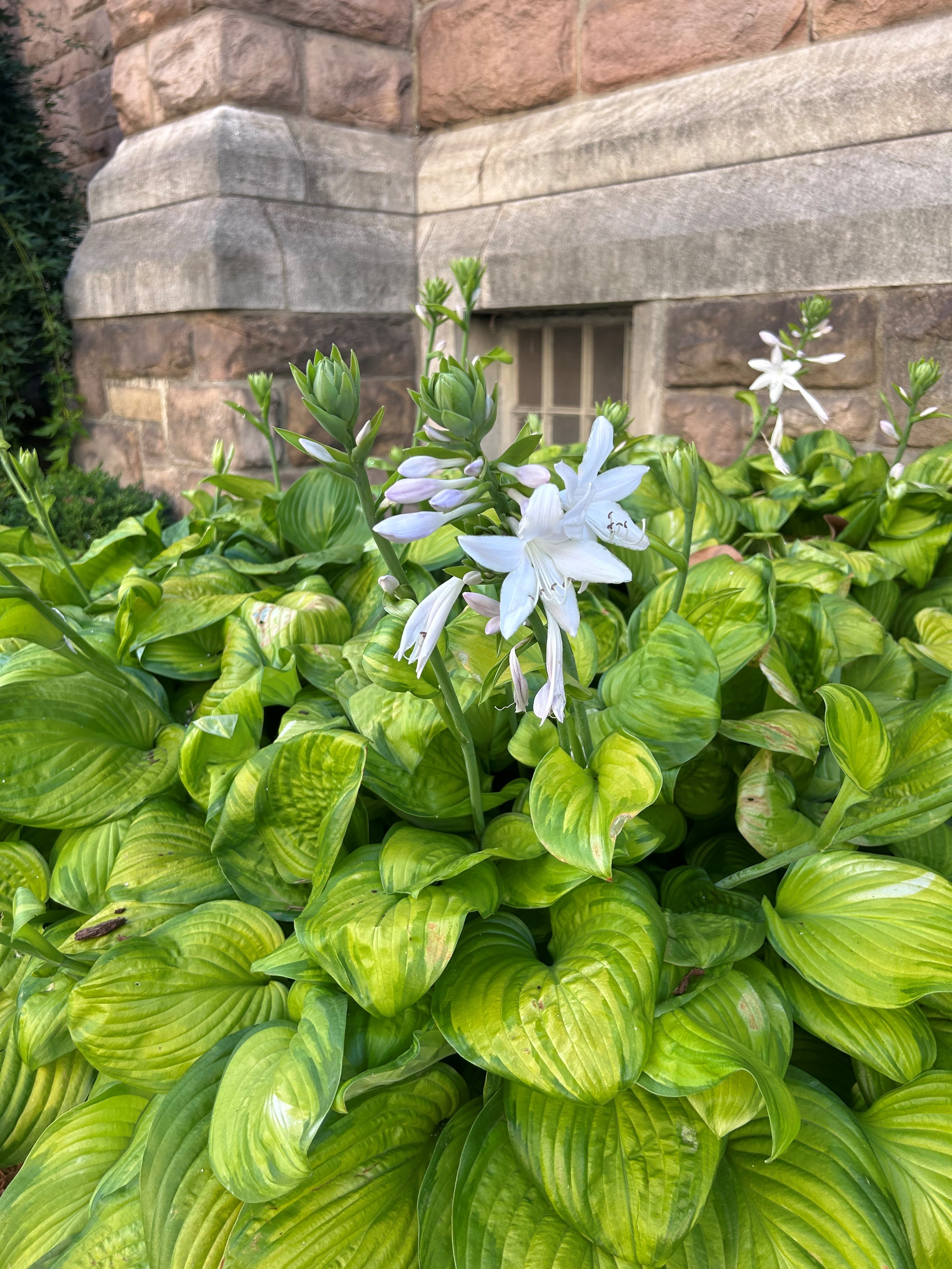 Hostas thrive in shade to dappled-shade areas, perfect for planting under trees or in heavily-shaded areas of the yard. (NDSU photo)