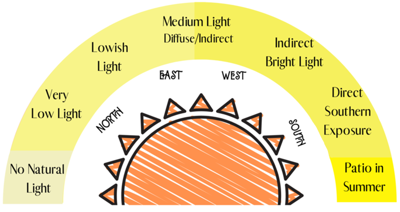 Proper identification of your plants is the first step to knowing what type of lighting it requires to thrive. (NDSU graphic)