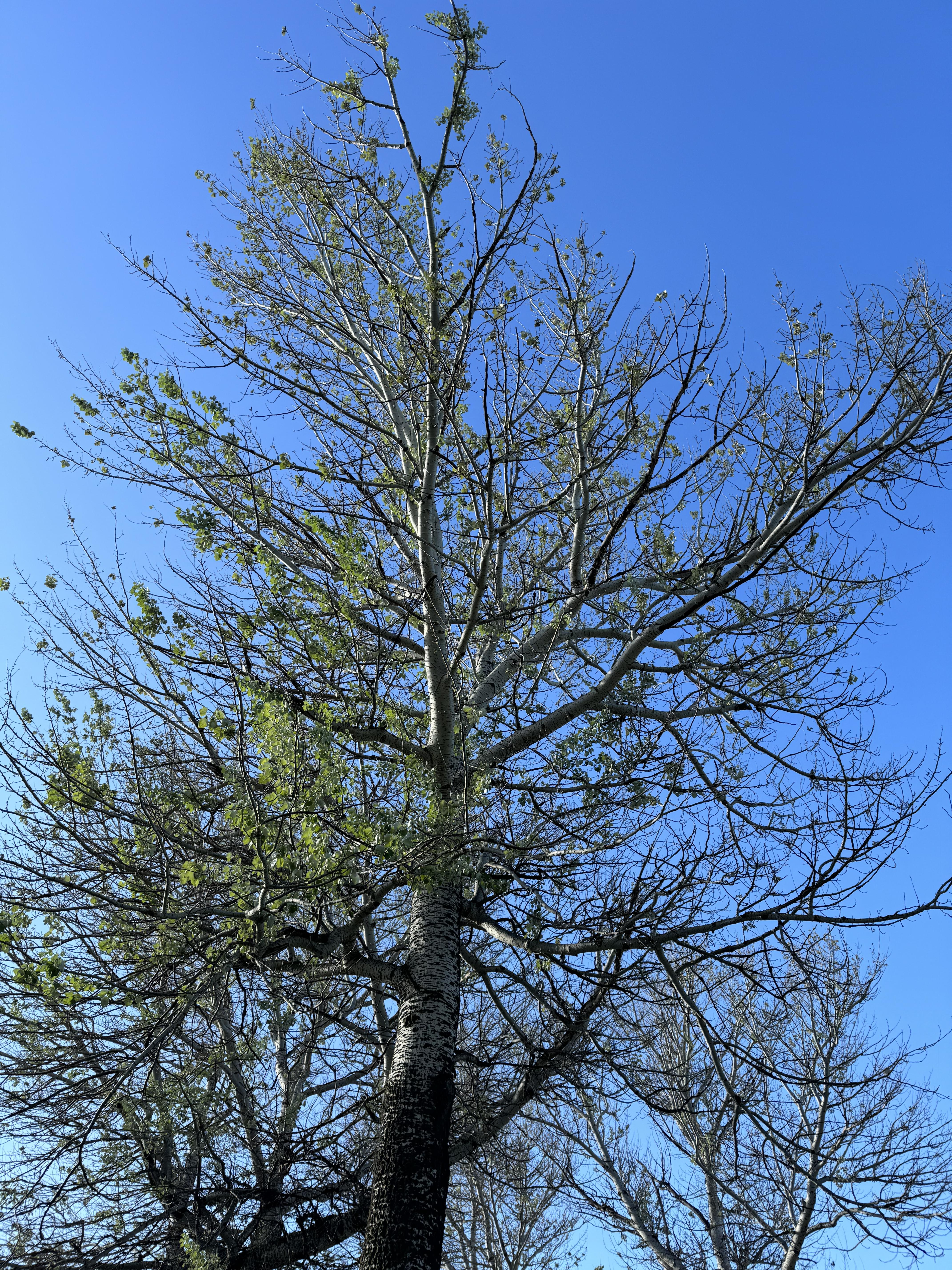 A European white poplar tree in Bowman displays a very thin crown, following our mild winter.  (NDSU photo)