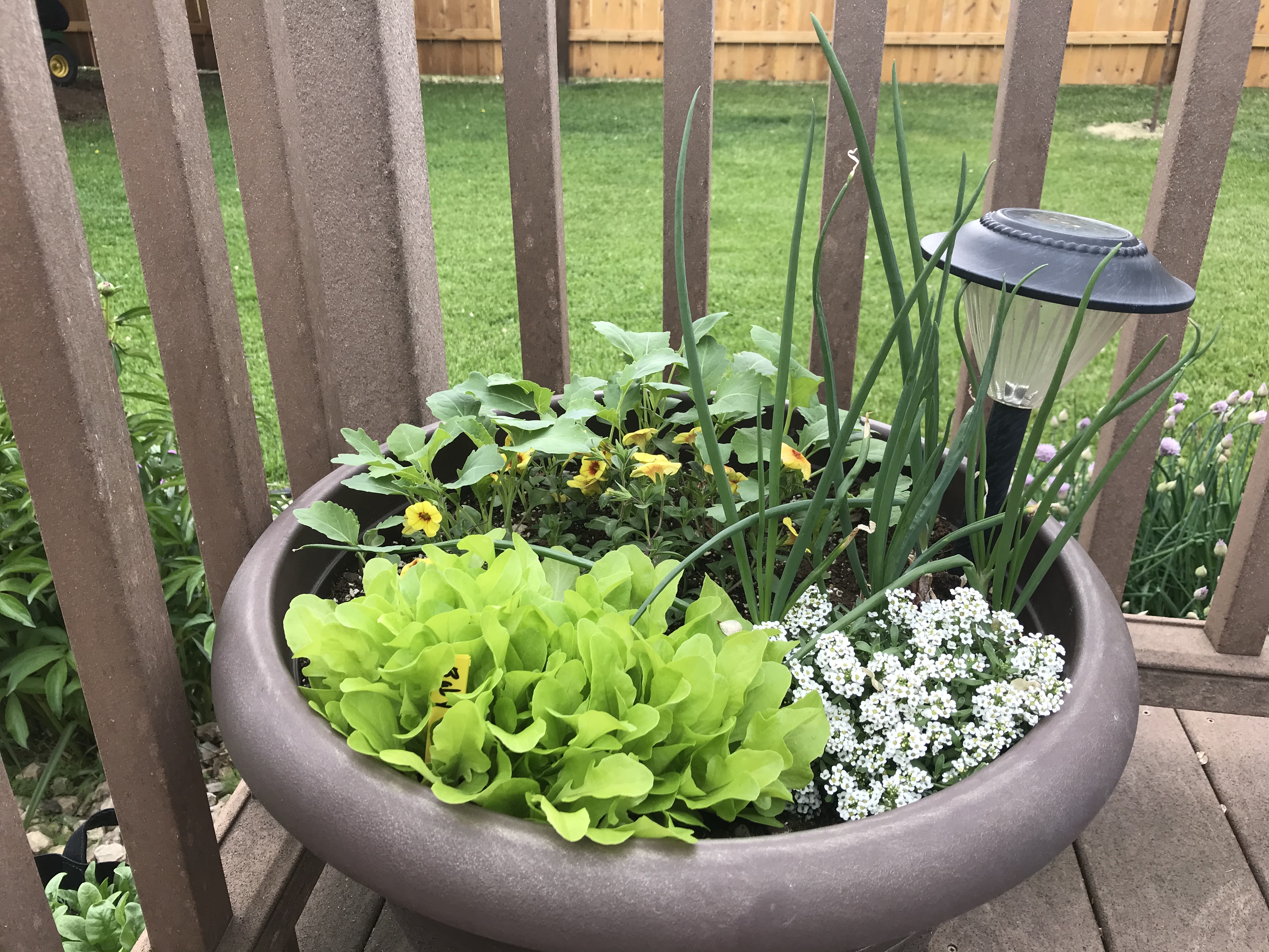 Container gardening is a great way to supplement in-ground or raised bed production. (NDSU photo)