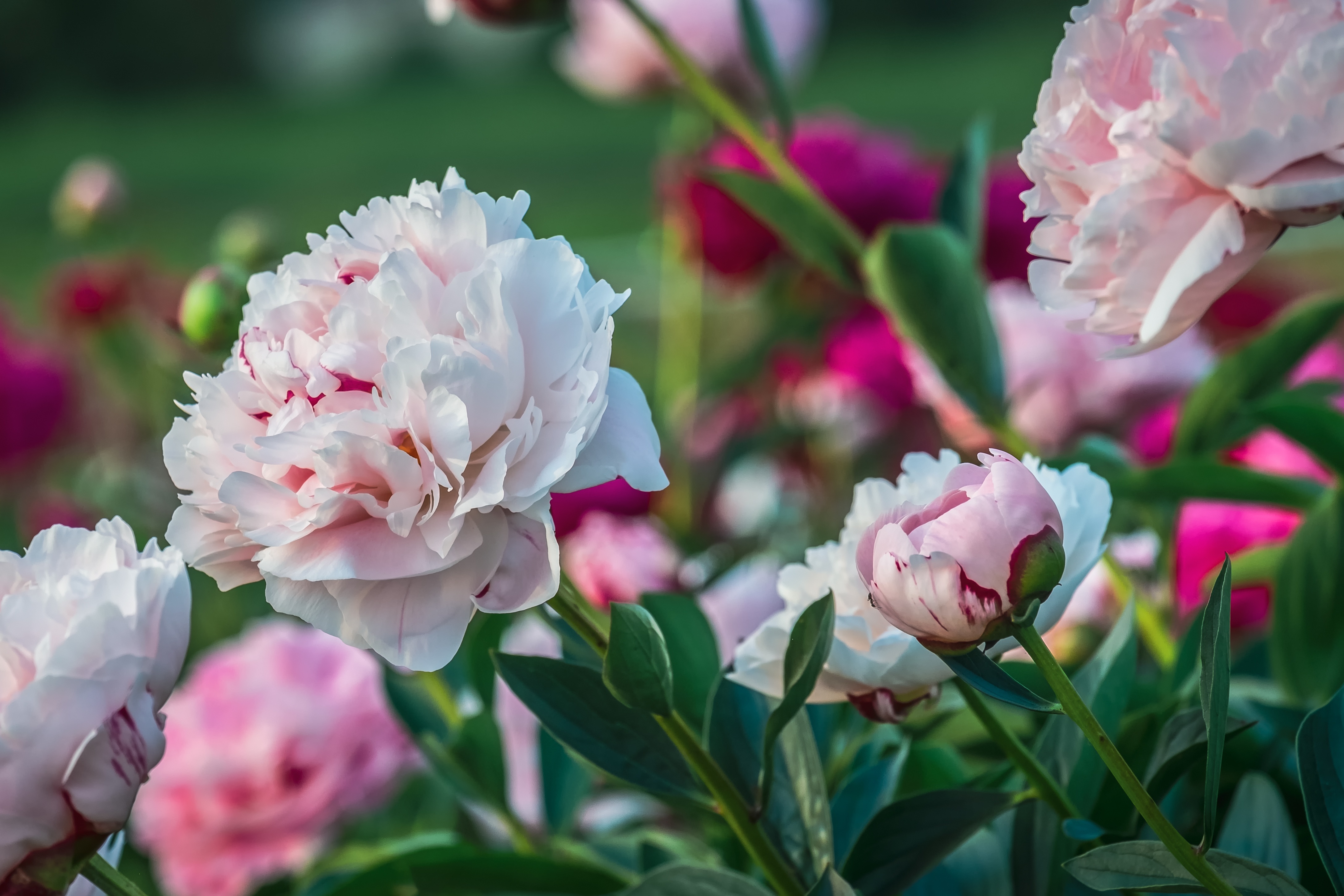 Dividing perennials will prevent them from overtaking an area of your landscape, while promoting more growth and more blooms. (Pixabay photo)