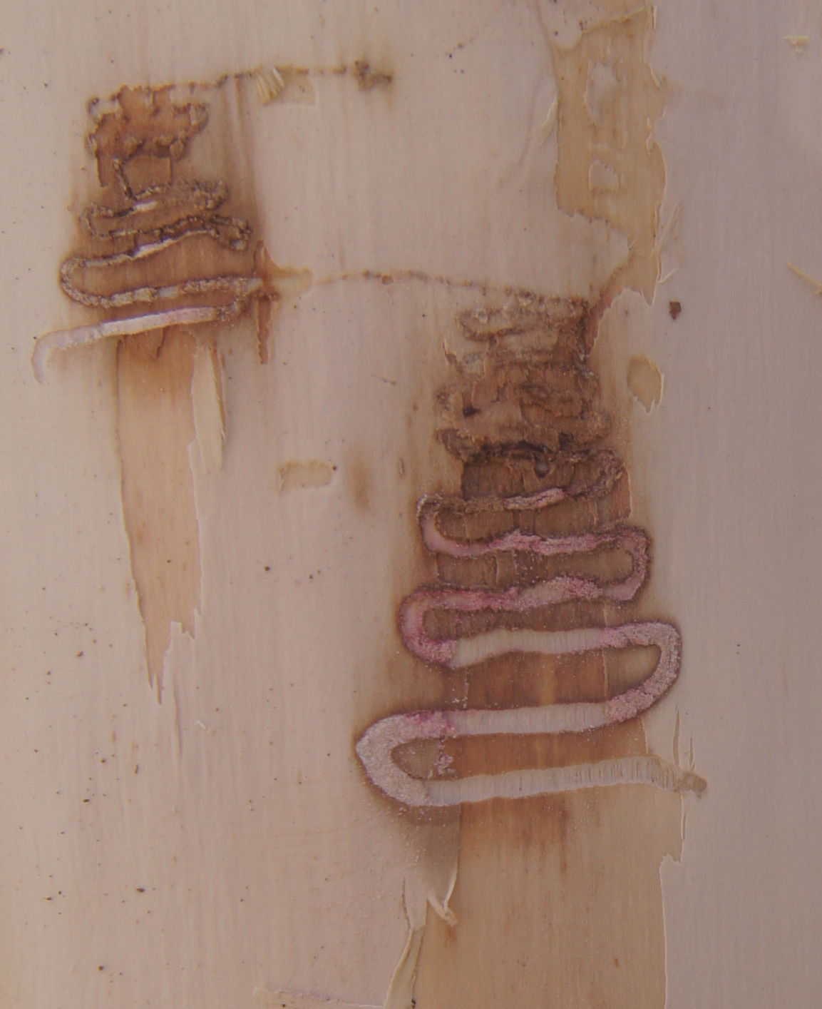 Emerald ash borer larvae create classic serpentine-shaped galleries or tunnels in ash trees. (NDSU photo)