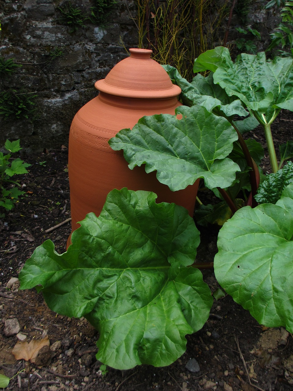 Forcing rhubarb is a trending growing technique that is used for an earlier and tastier rhubarb harvest. (Pixabay photo)