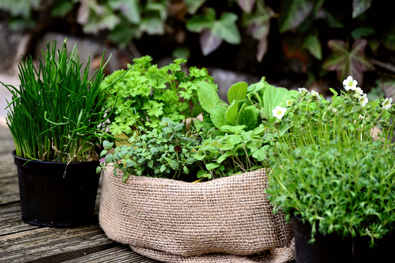 Many herbs are easy to grow in North Dakota gardens and are a fun way to add flavor, aroma and texture to your favorite foods. (Pixabay photo)