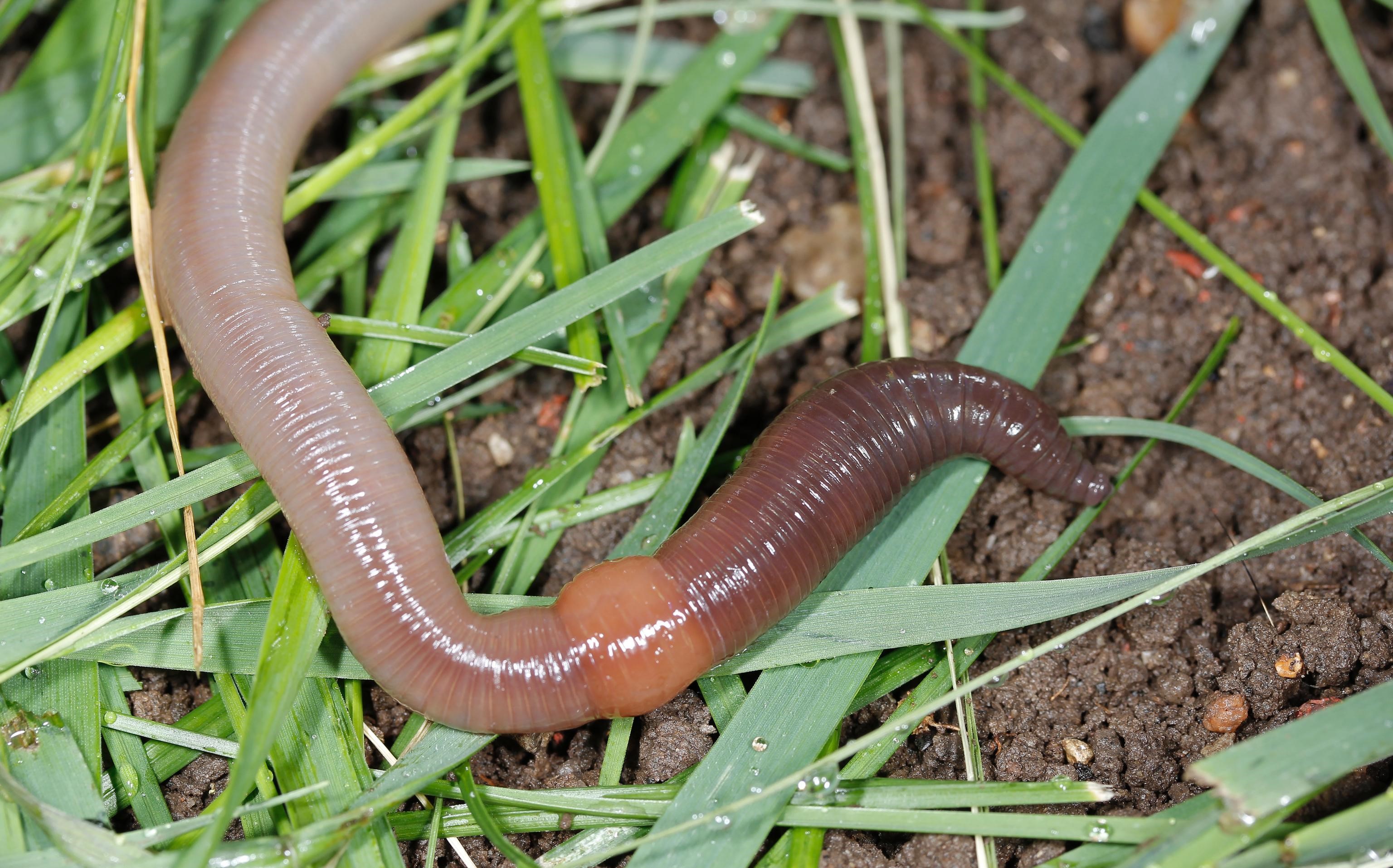 Homeowners can take steps to manage lawn damage from earthworms but the first step is to make sure that earthworms are the issue. (Photo by Joseph Berger, Bugwood.org)