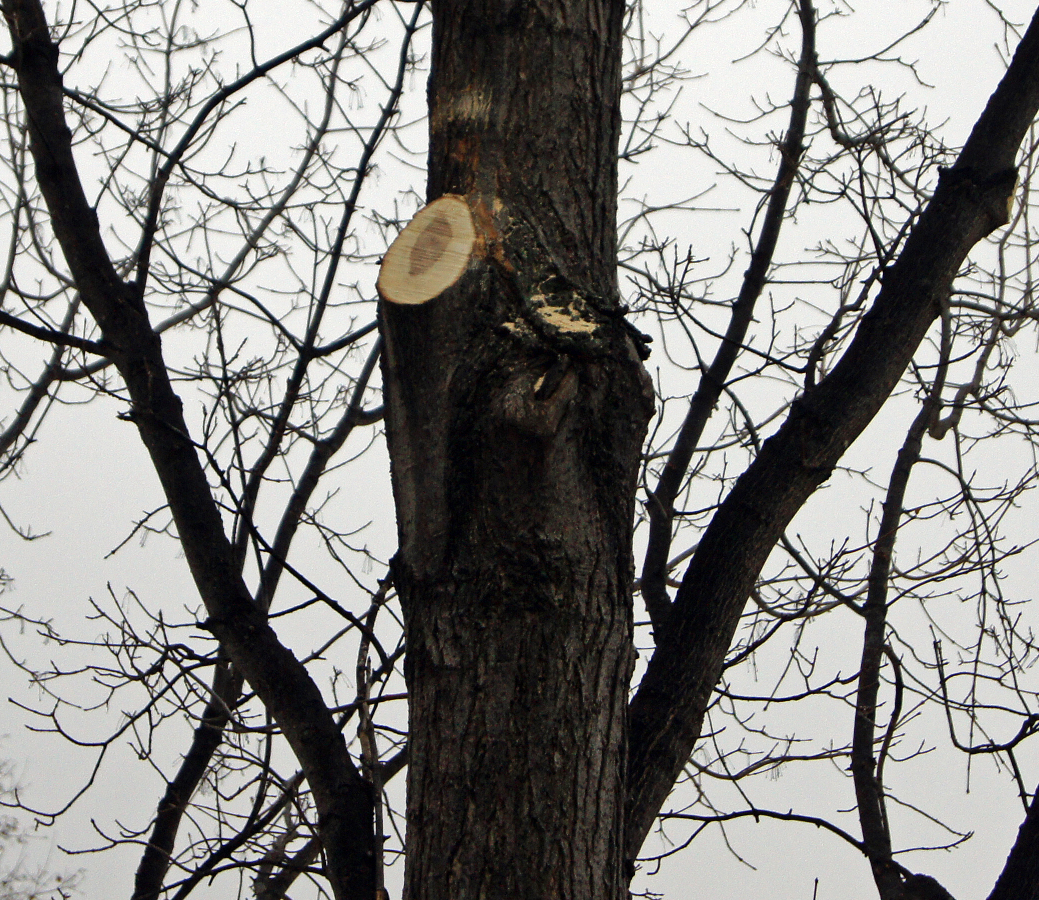 Though the branch was relatively large and should have been pruned when it was smaller, this is the correct pruning wound on a sugar maple tree. (NDSU photo)