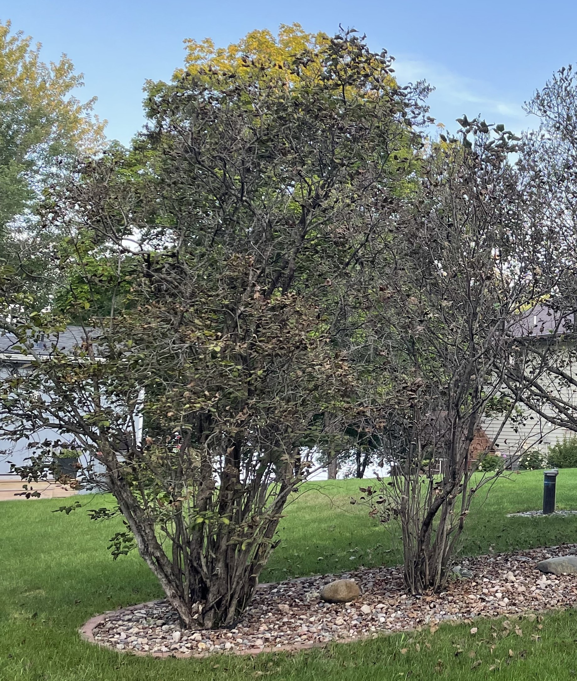 These lilacs were attacked by a fungus called Pseudocercospora.  Though the leaves died in late summer, the shrubs should overwinter just fine and come back full and healthy next year. (NDSU photo)
