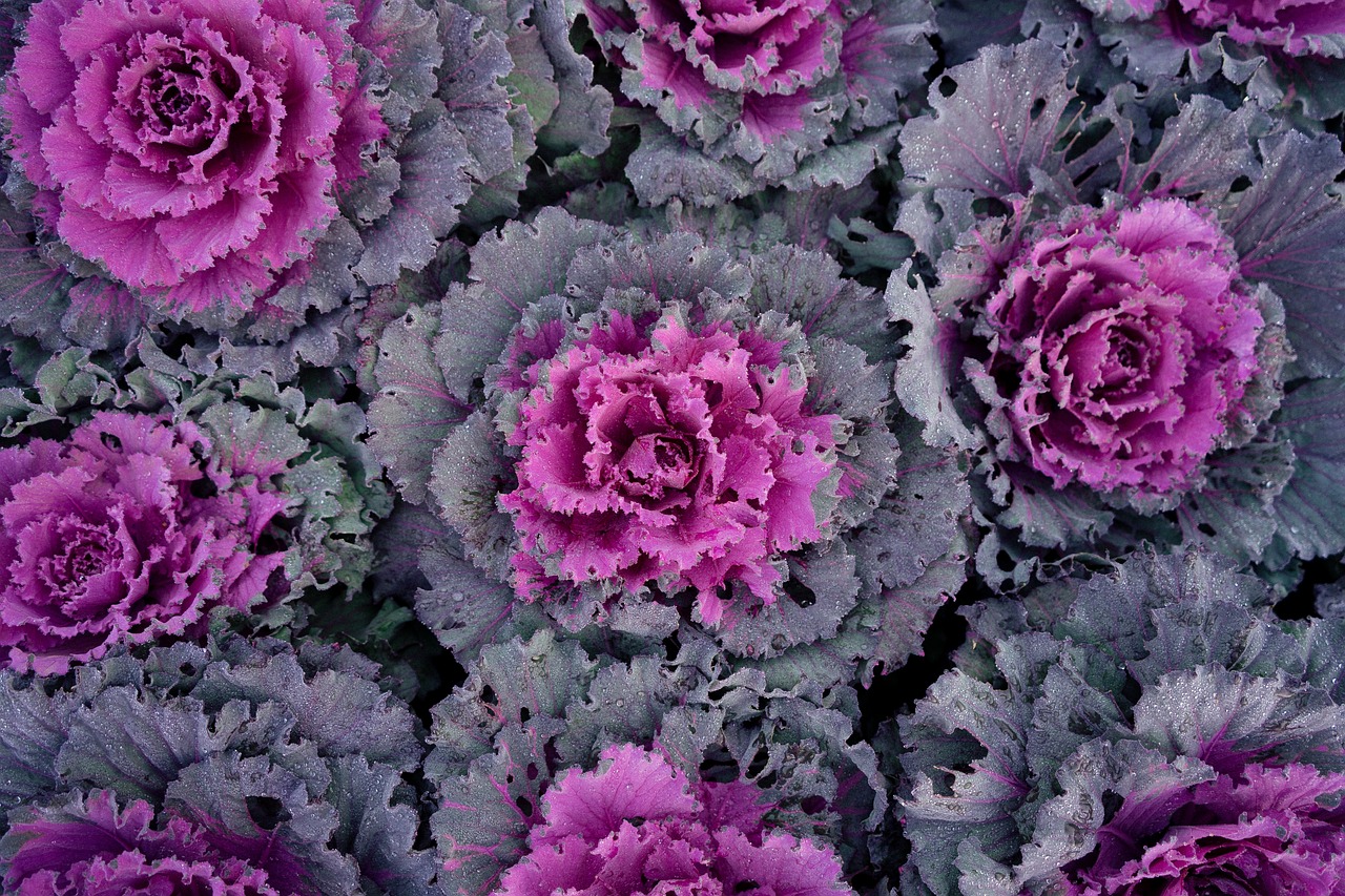If you are looking for a pop of color in your garden this fall, consider adding ornamental cabbage and kale. (Pixabay photo)