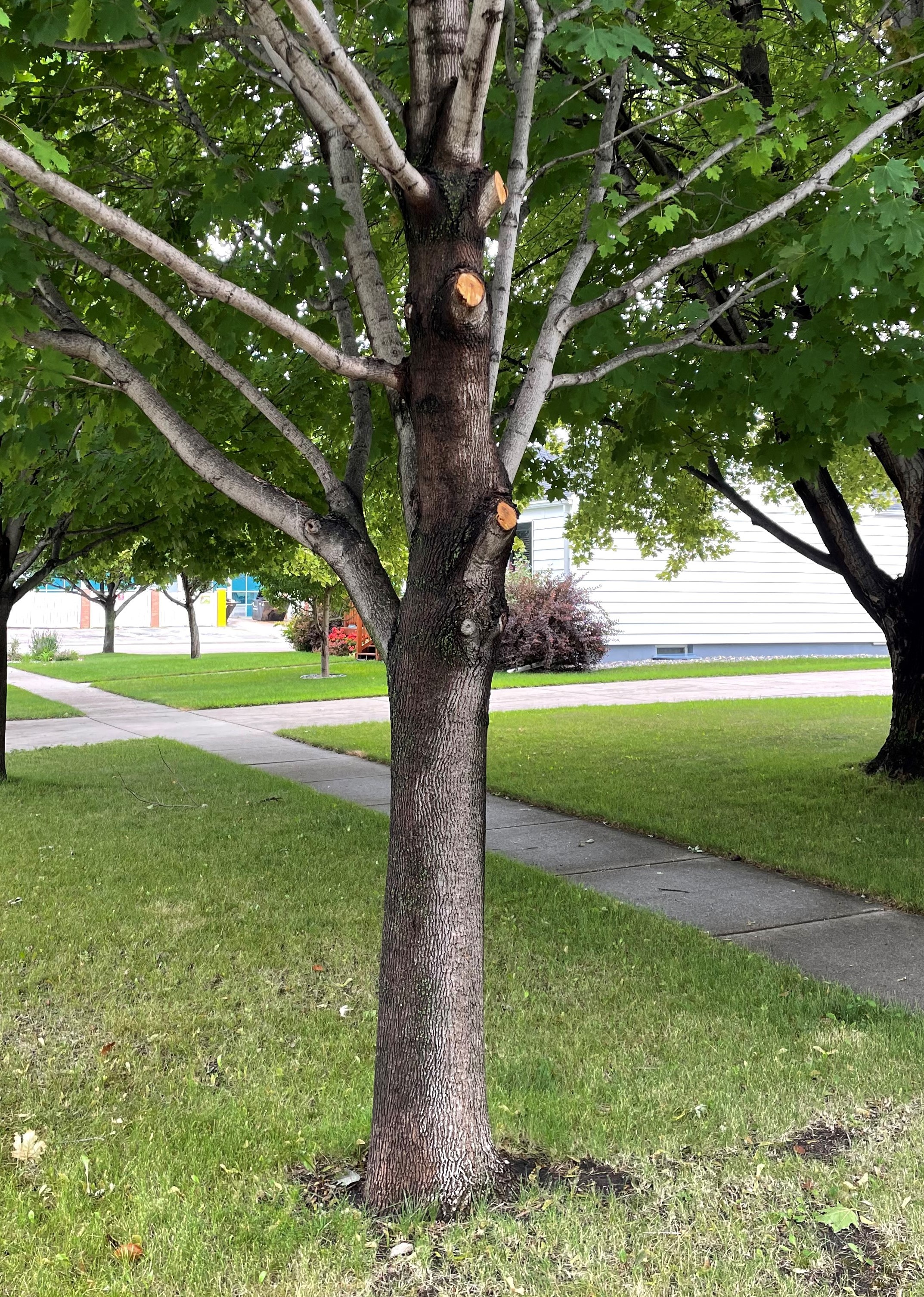 The bottom branch was easily reached from the ground but the upper two branches aren't accessible. A pole saw would be perfect for this situation. (NDSU photo)