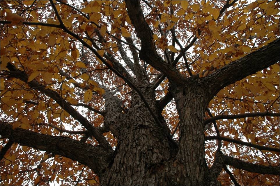 An ironwood, like the tree pictured here, is one species that holds onto its leaves in winter.  (Photo by Allen Lee, The Fargo Forestry Department)