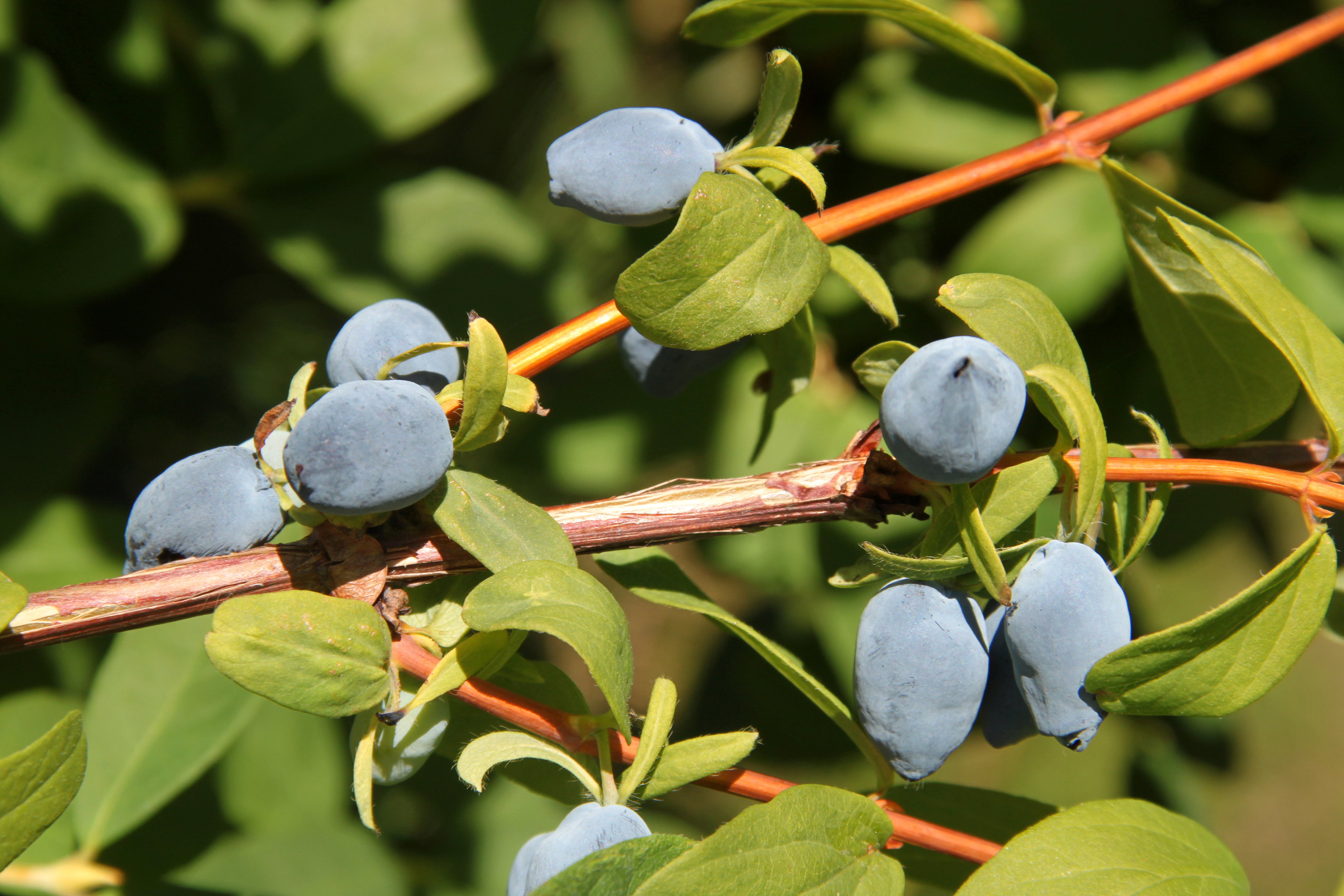 This haskap variety, Solo, has been one of the most productive varieties grown in recent trials at NDSU. (Photo courtesy of Proven Winners.)